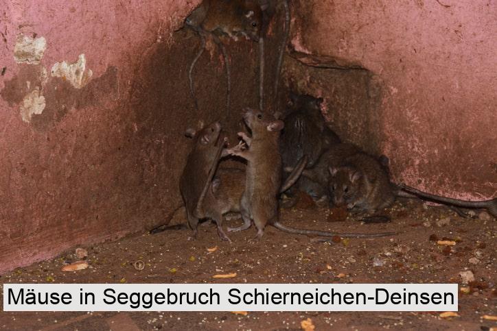 Mäuse in Seggebruch Schierneichen-Deinsen